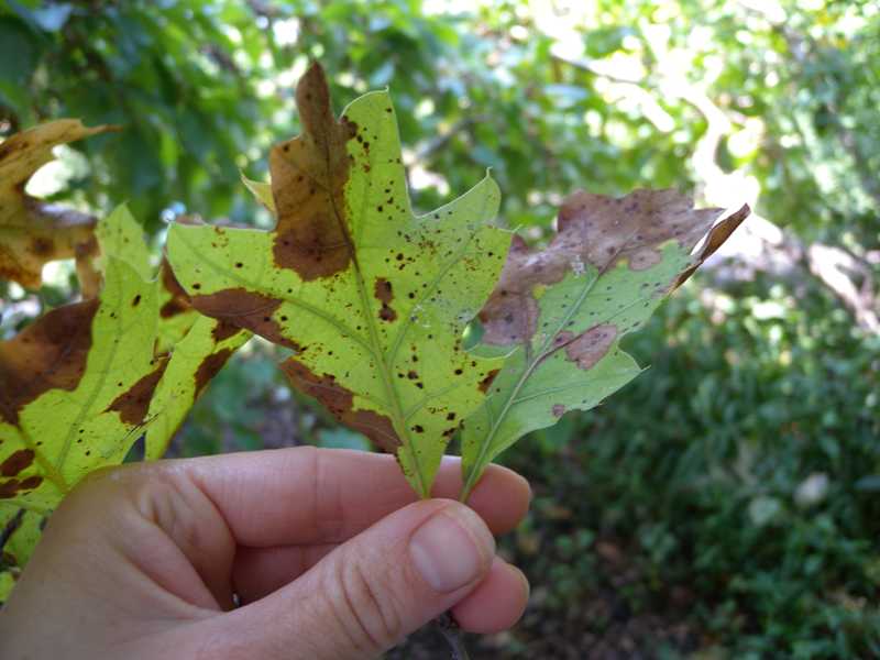 Treatment For Black Spots On Maple Tree Leaves Captions Energy